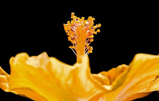 Hibiscus