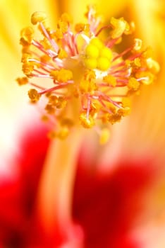 Hibiscus