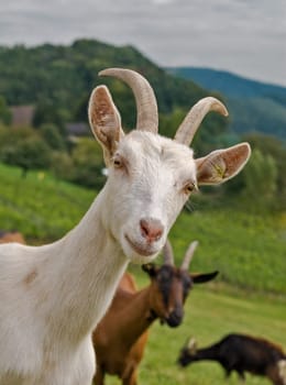 Mountain goats