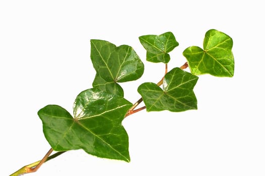 Ivy