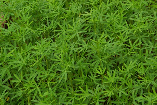 Green manure 03