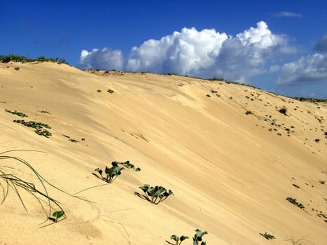 Dune 05