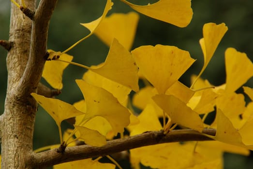 Ginkgo 14