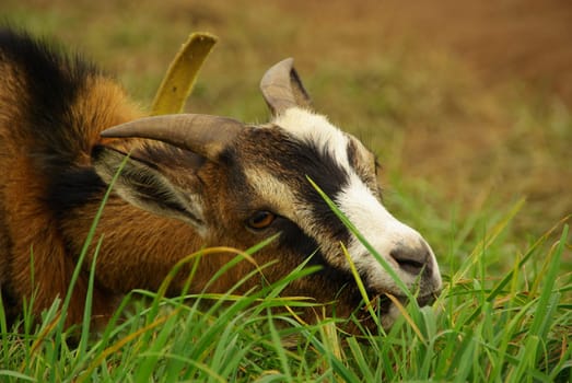 Goat 02