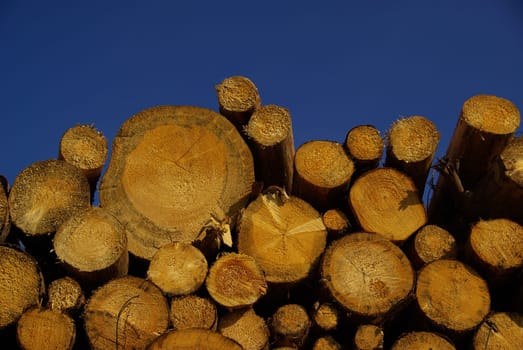 Wood Pile 13