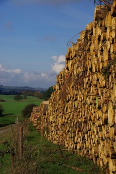 Wood Pile 11