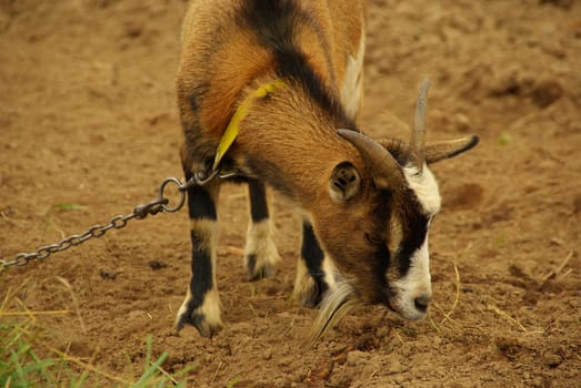 Goat 05