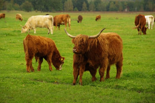 Beef 10