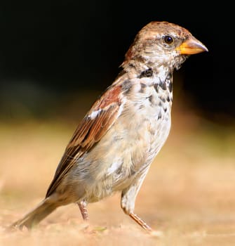 Sparrow III