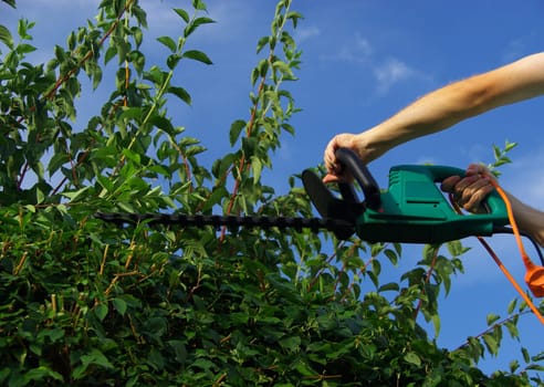 Hedge trimming 03