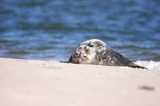 The animal has practically fallen at our feet. When we discovered the weakening animal,the first thing we did was contact the seal sanctuary in Norden,which then commissioned a volunteer from the island to look after the animal