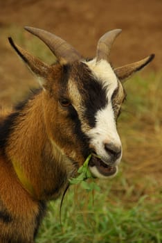 Goat 09