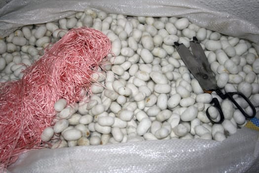 Silk Eggs