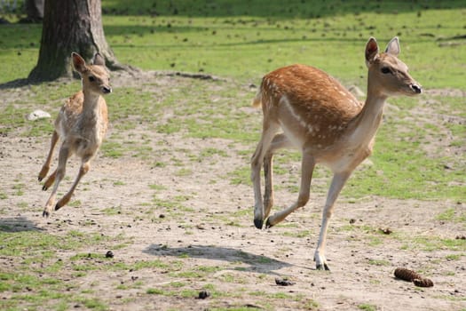 Running