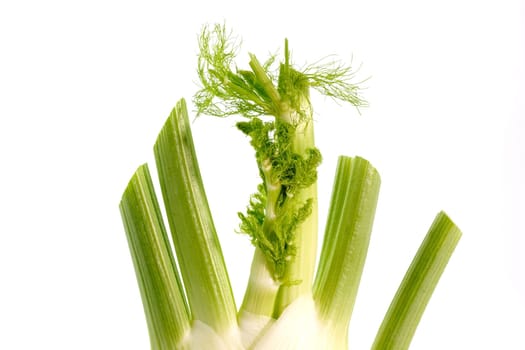 Vegetable fennel