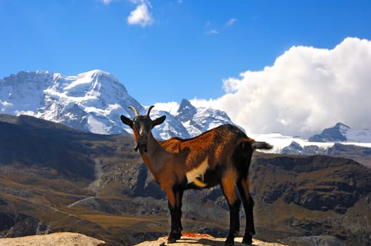 Mountain Goat