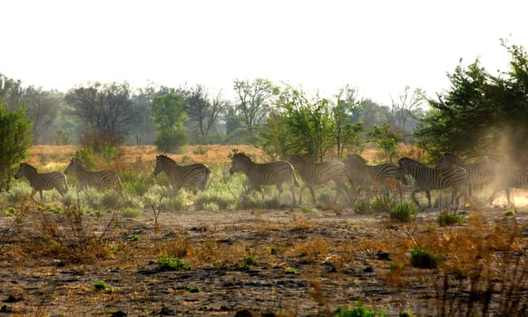 Zebras in the savannah,East Africa