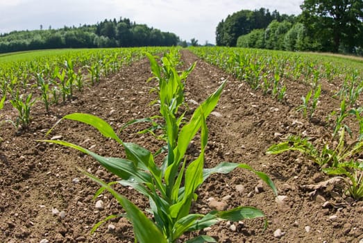 Young corn