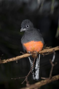 Whitetail Trogon
