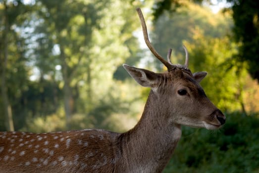 Young fallow deer