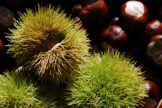 Chestnuts