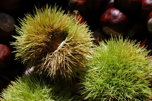 Chestnut