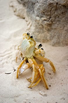 Beach crabs mating,Cayo Largo/Cuba