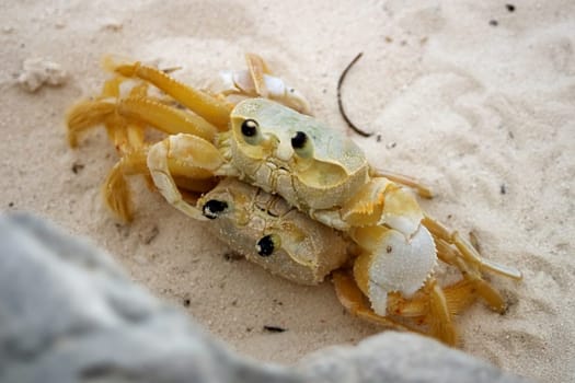 Crab Wedding
