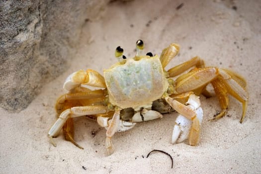 Crab Wedding