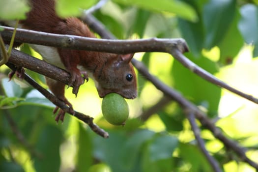 Squirrel with nut