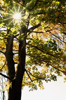 Autumn sun
