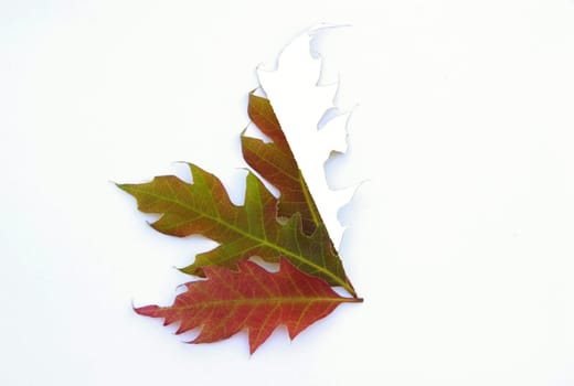 Oak Leaf 01