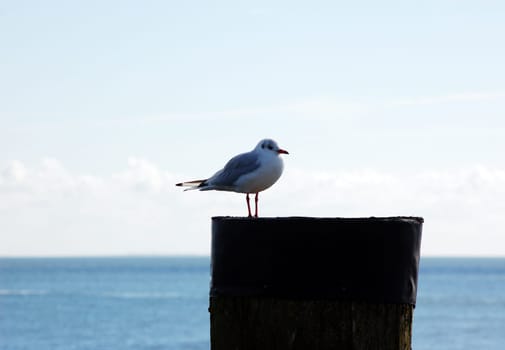 Seagull in the harbour
