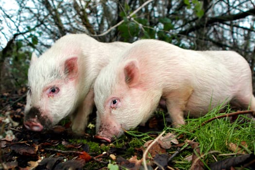 Göttingen Mini Pigs