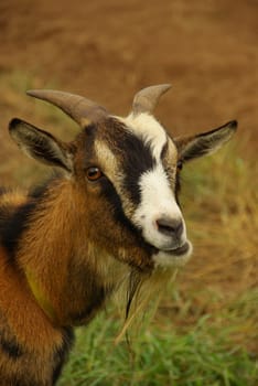 Goat 10