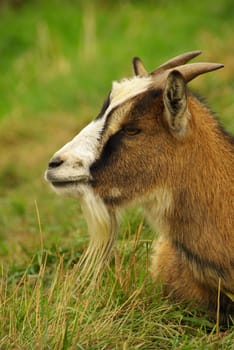 Goat 17