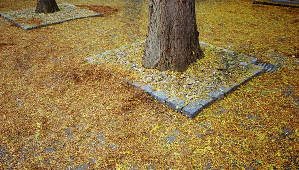 Autumn mood