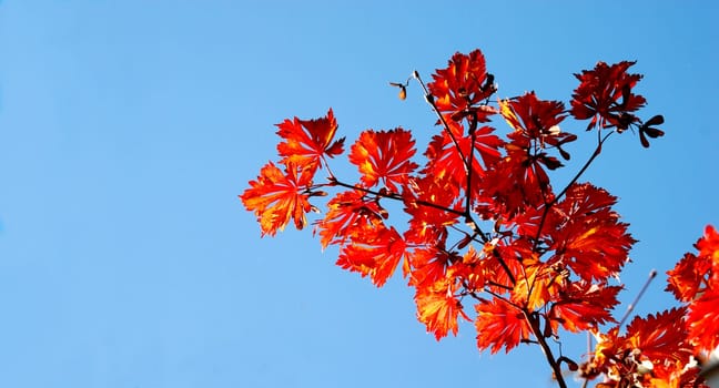 Autumn mood
