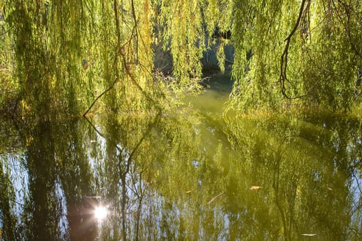 Willow tree