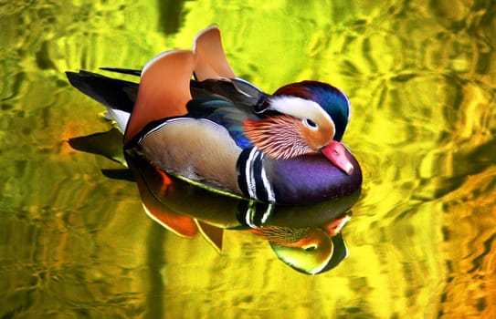 Mandarin duck