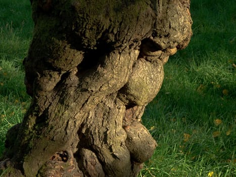 Trunk and meadow