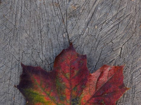 Red Leaf