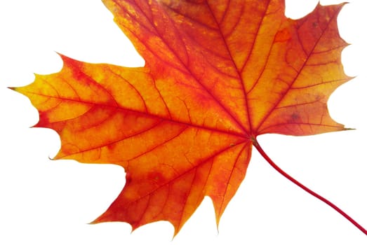 Maple Leaf 07