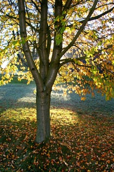 Fruit tree in autumn