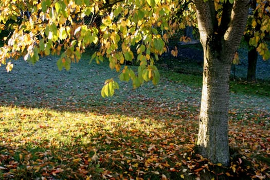 Fruit tree in autumn