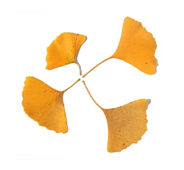 Ginkgo