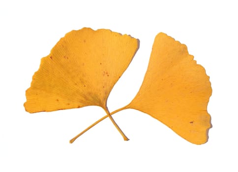 Ginkgo