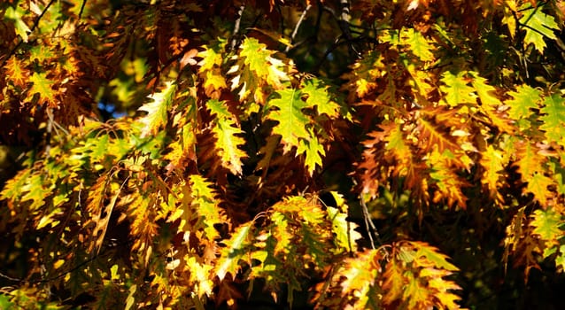 Maple tree in autumn