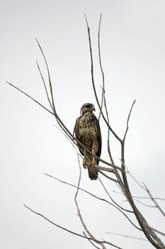 Caribbean Buzzard