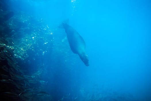 Hunting sea lion